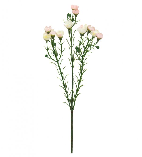 Hovedbilde Voksblomst rosa