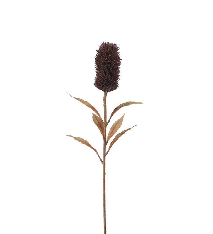 Banksia burgunder 