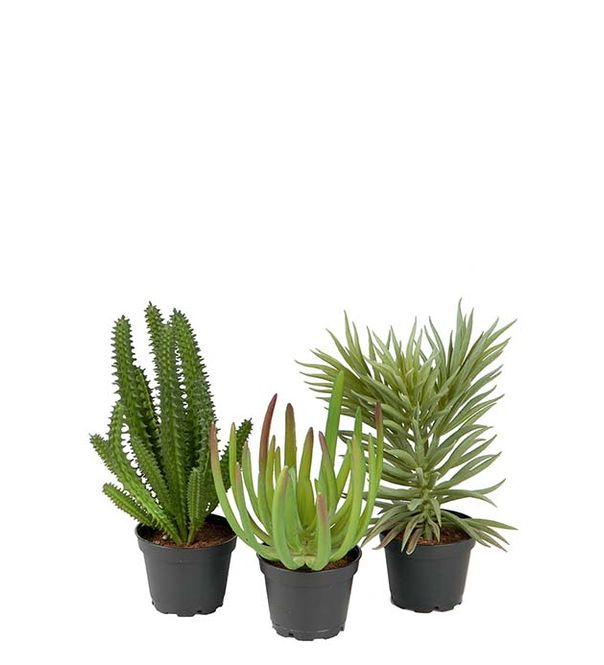 Hovedbilde Succulentmix mini