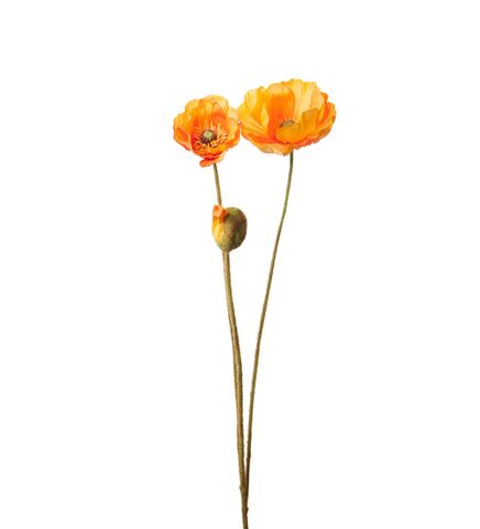 Hovedbilde Valmue, velg mellom flere farger