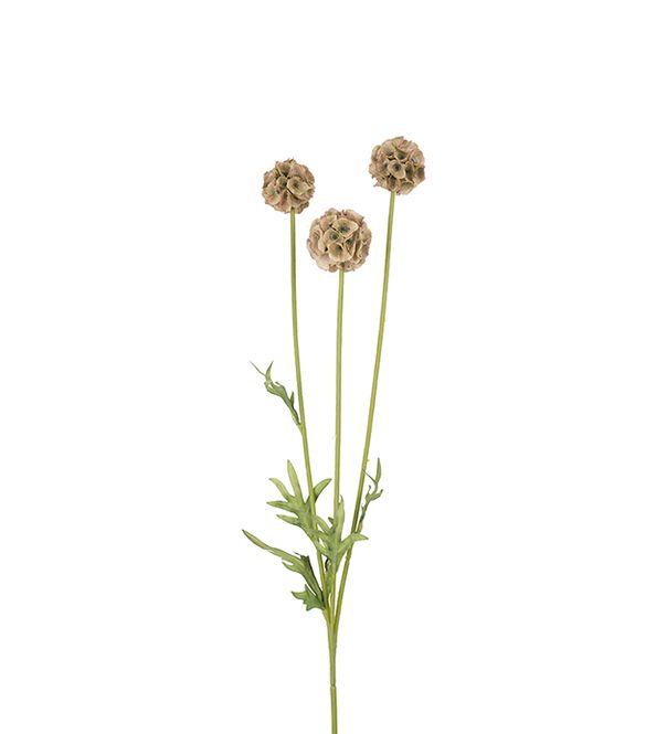 Hovedbilde Scabiosa 