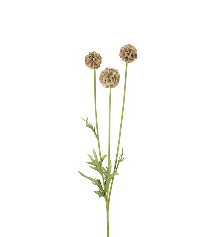 Scabiosa 